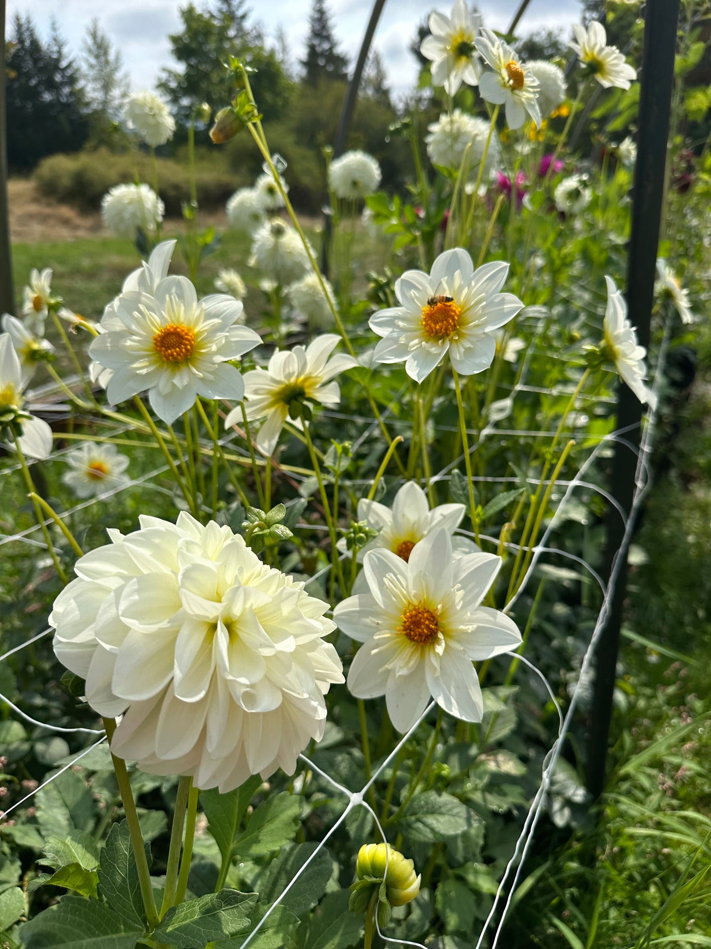 Betty’s White