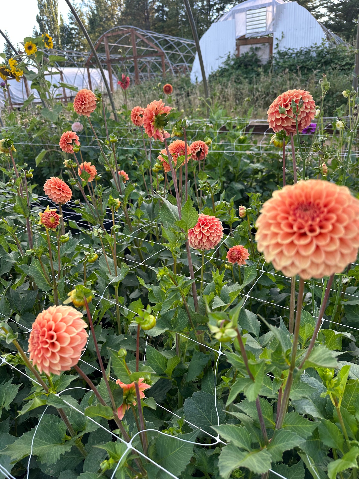 Rose Toscano- Bulk 5 tuber pack