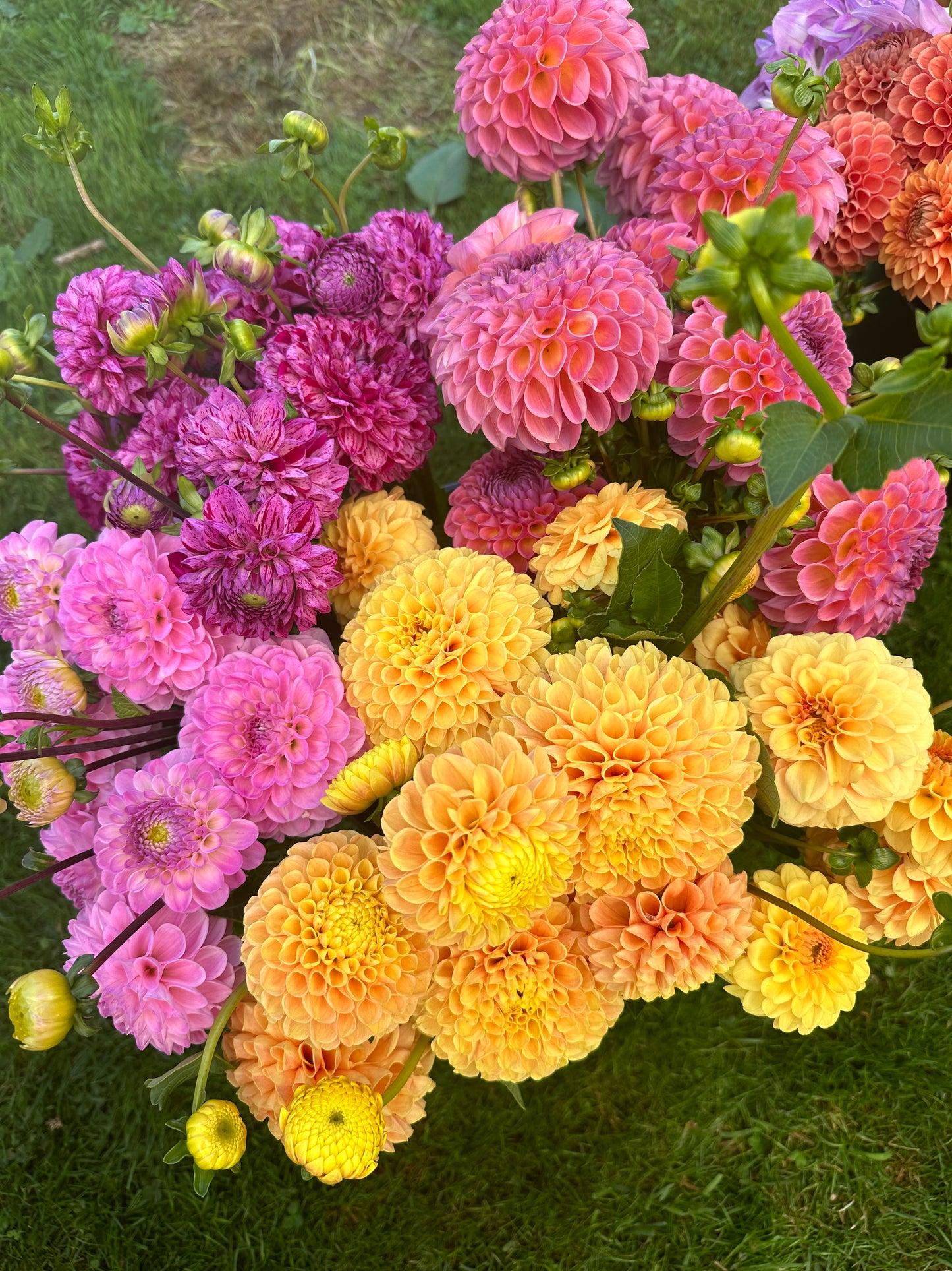 Grower’s Choice Mix- 25 Tuber pack