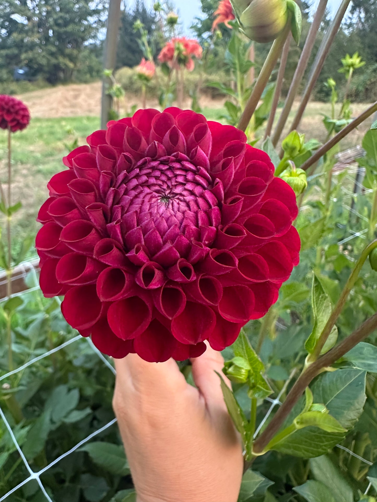 Ivanetti- Bulk 5 tuber pack