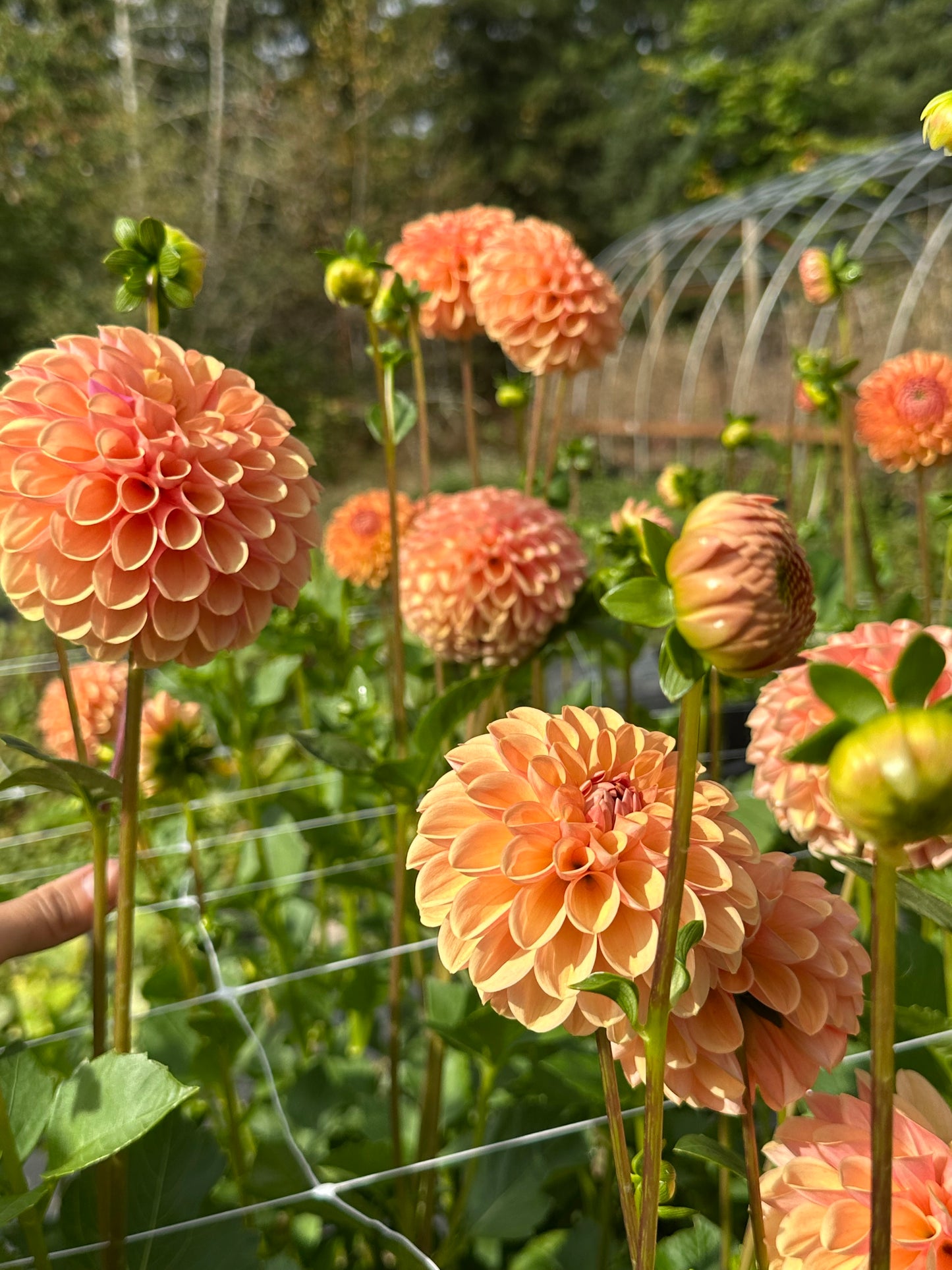 Valley Tawny