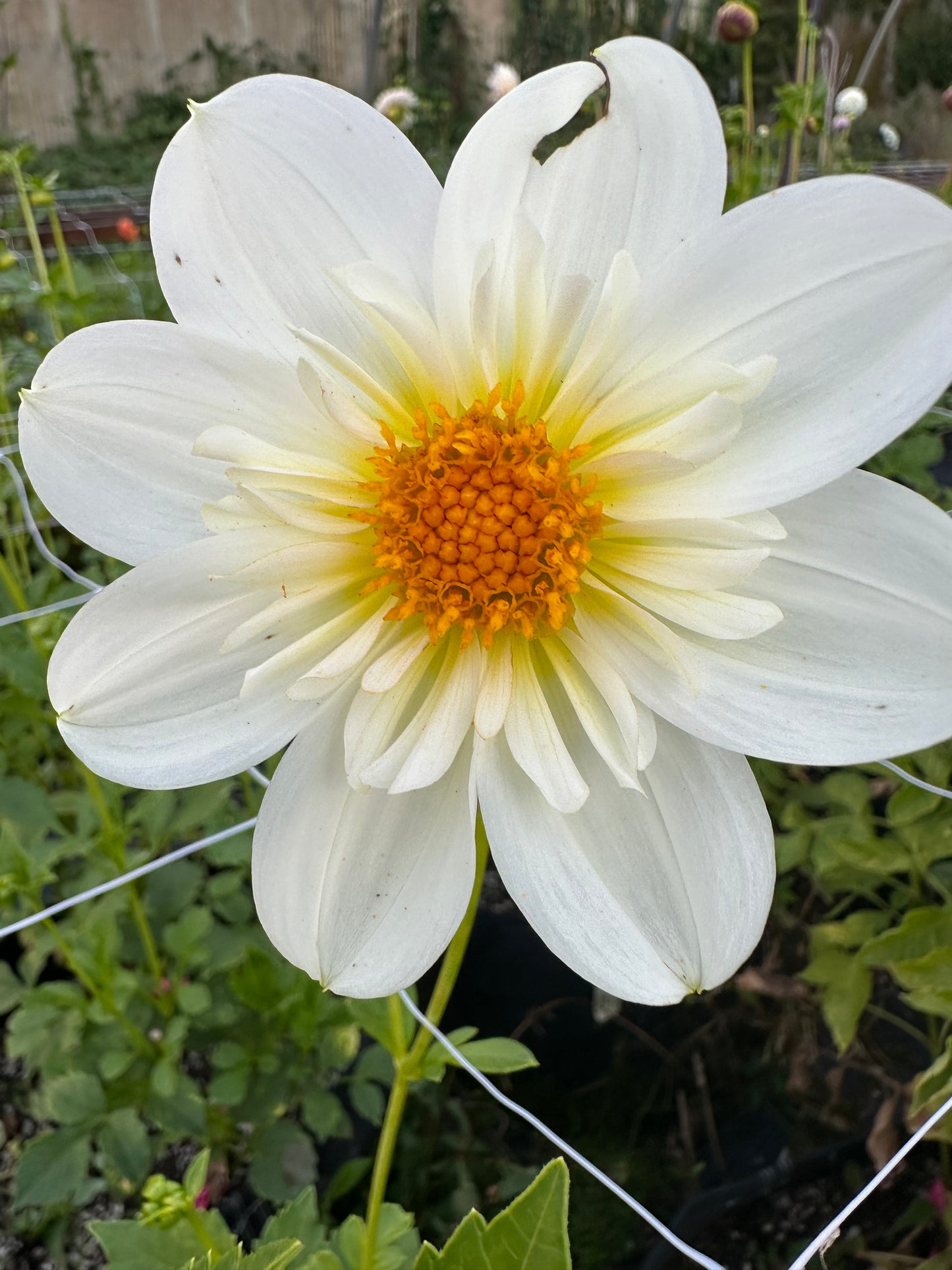 Betty’s White