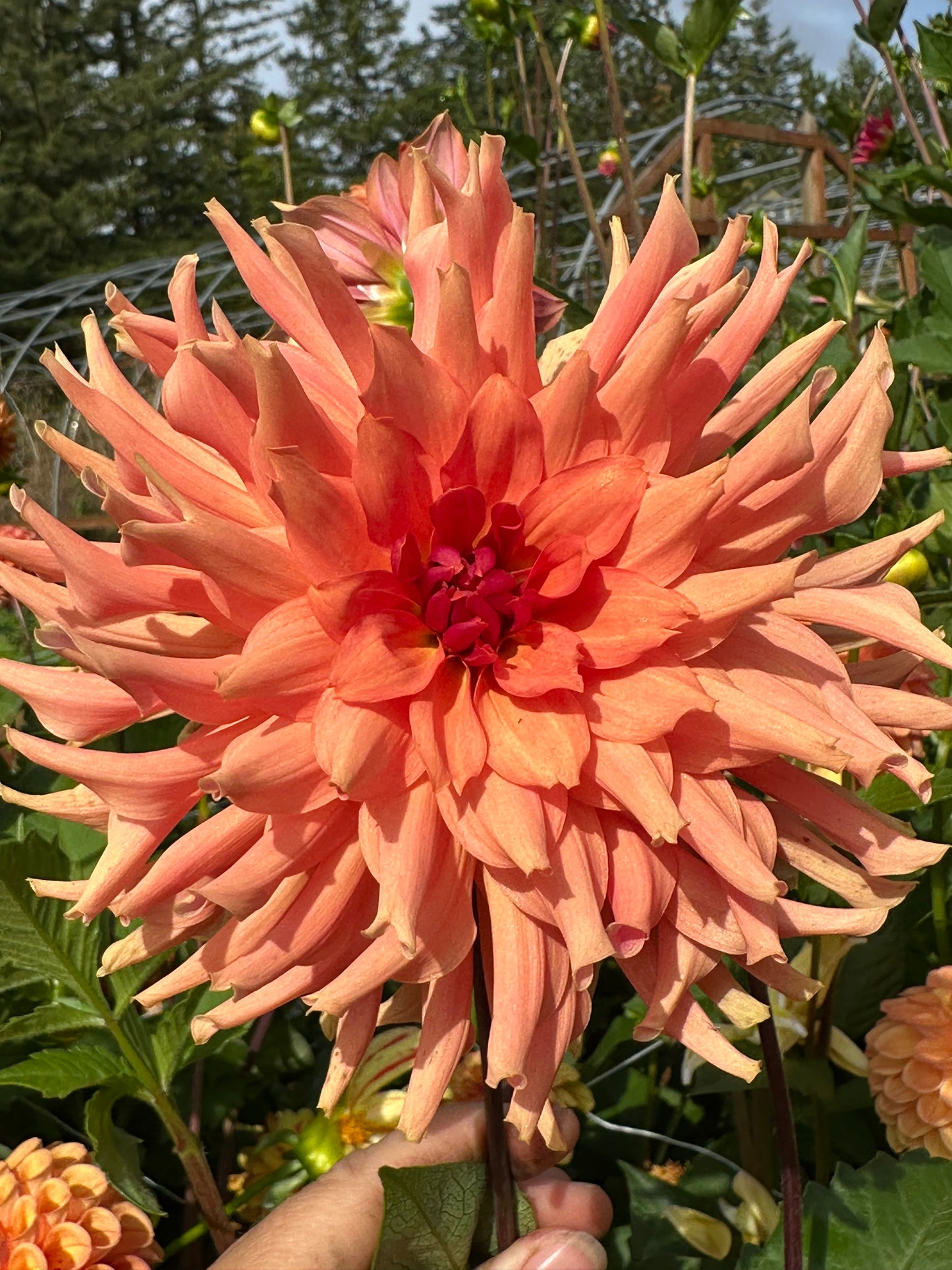 Terra Cotta
