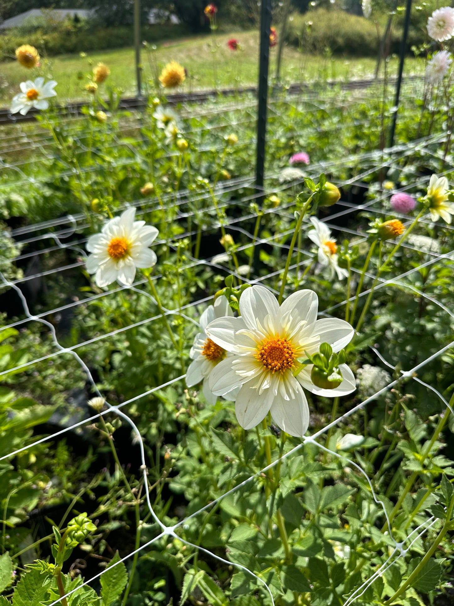 Betty’s White