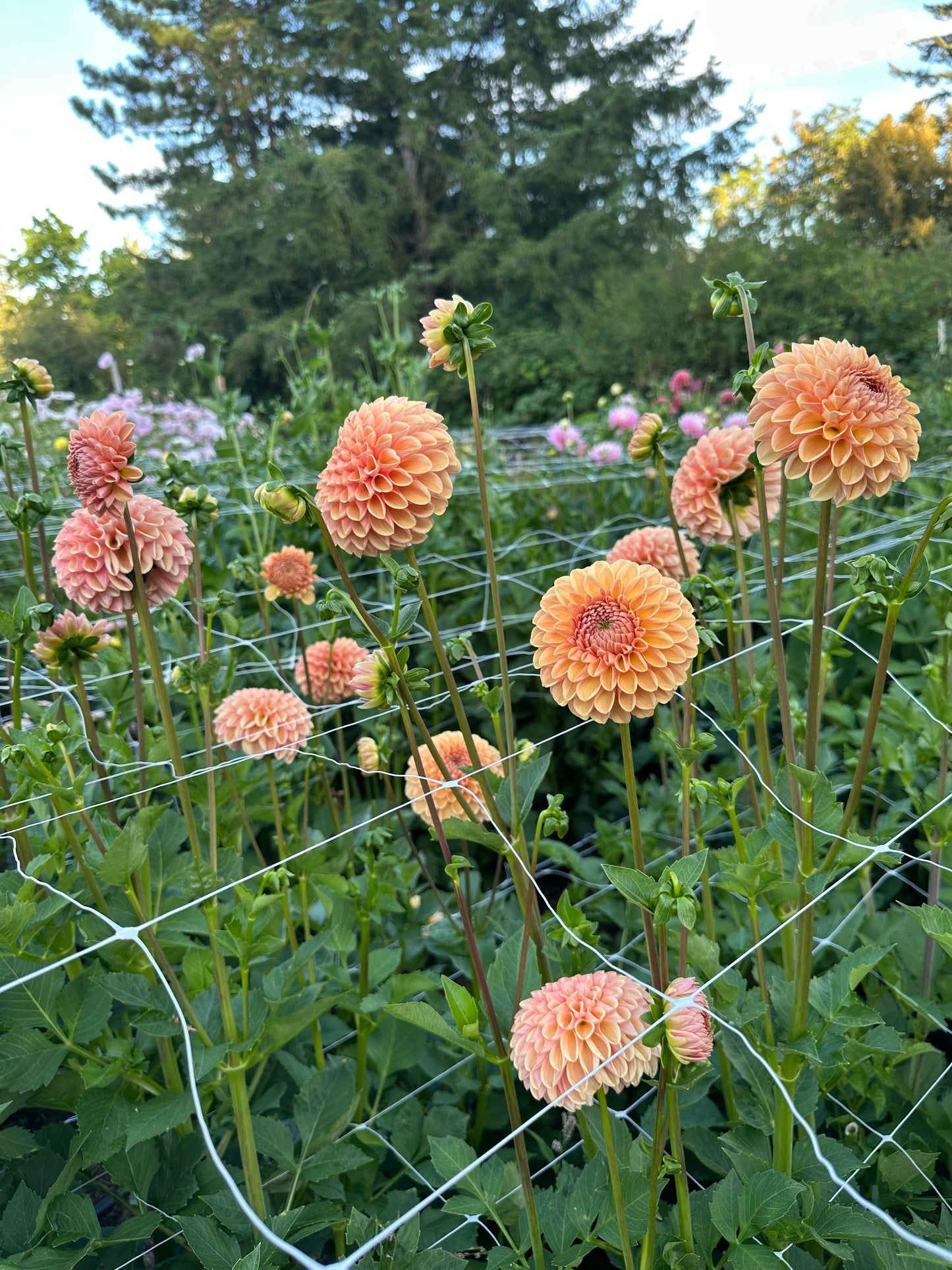 Valley Tawny
