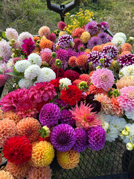 Growers Choice Mix- 10 tuber pack