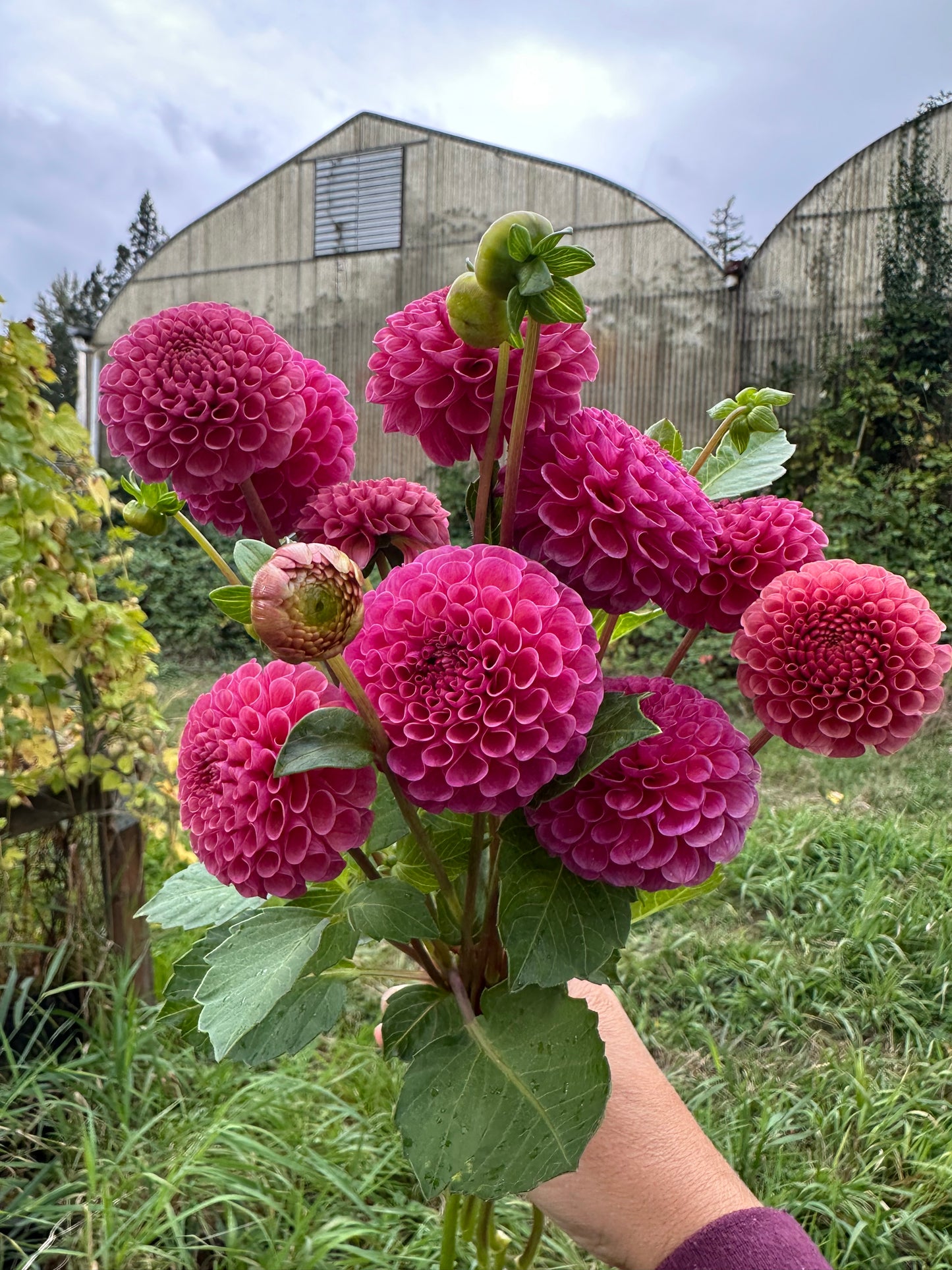 Koko Puff- Bulk 5 tuber pack