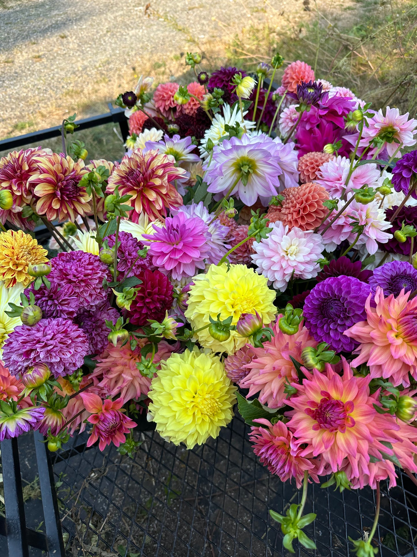 Growers Choice Mix- 10 tuber pack