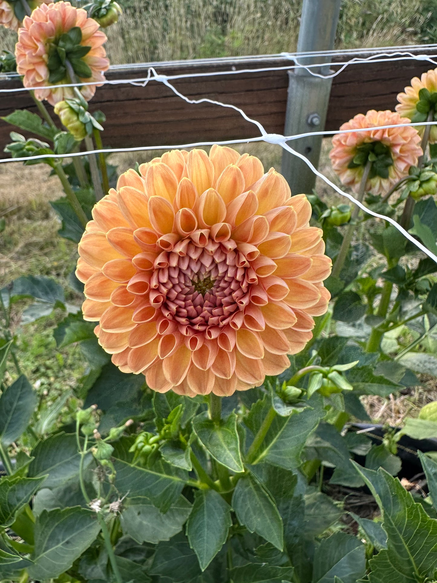 Valley Tawny