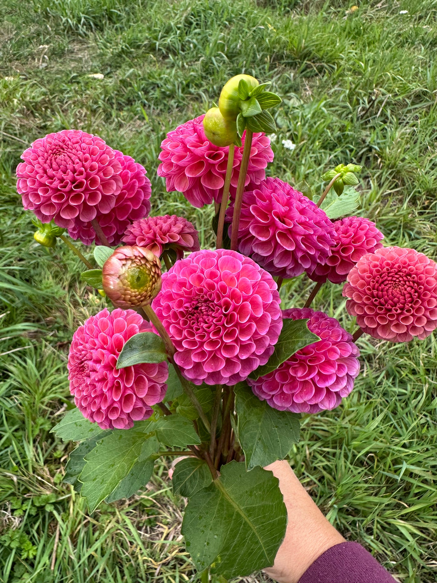 Koko Puff- Bulk 5 tuber pack