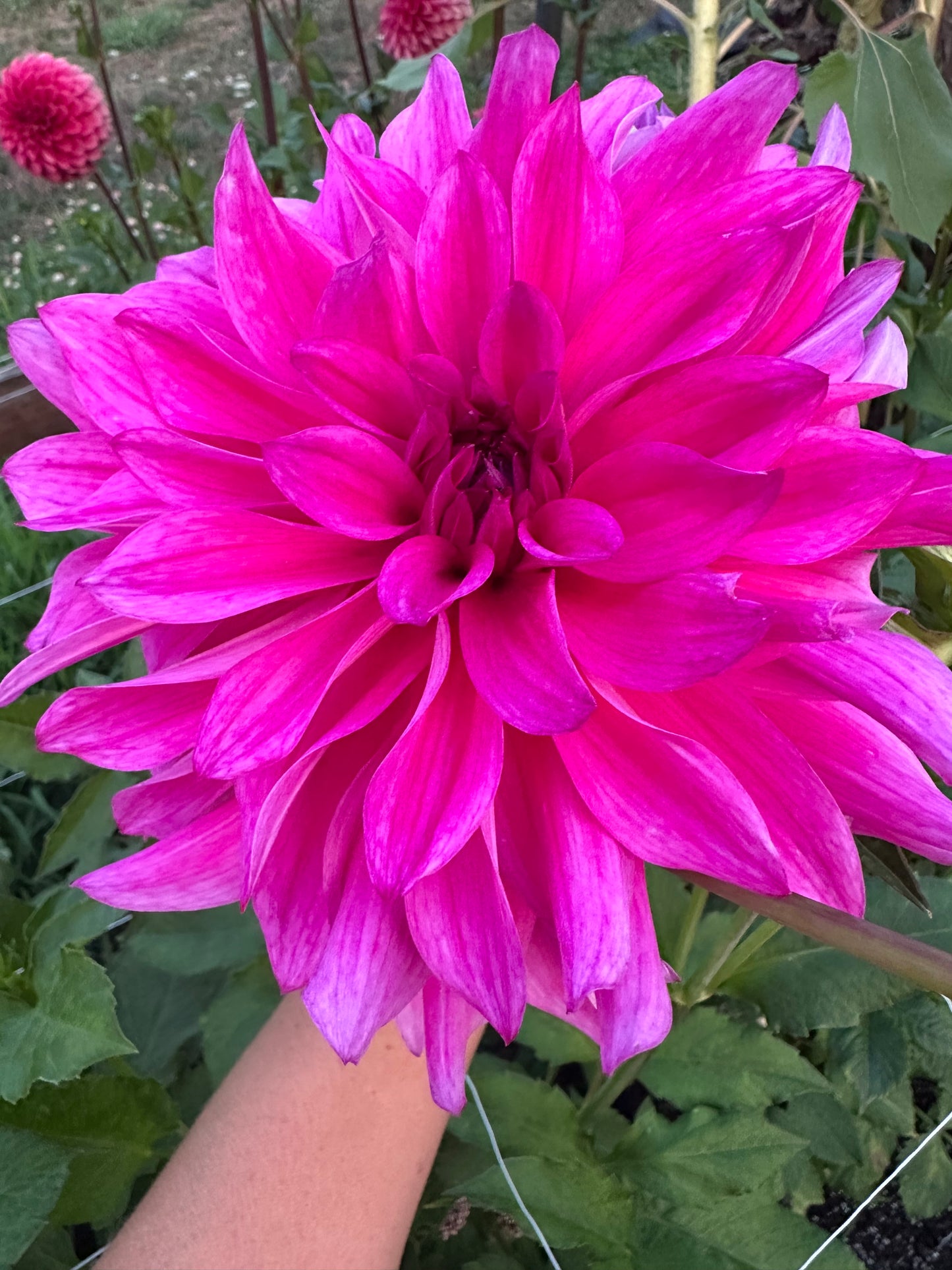 Cafe Au Lait Rose