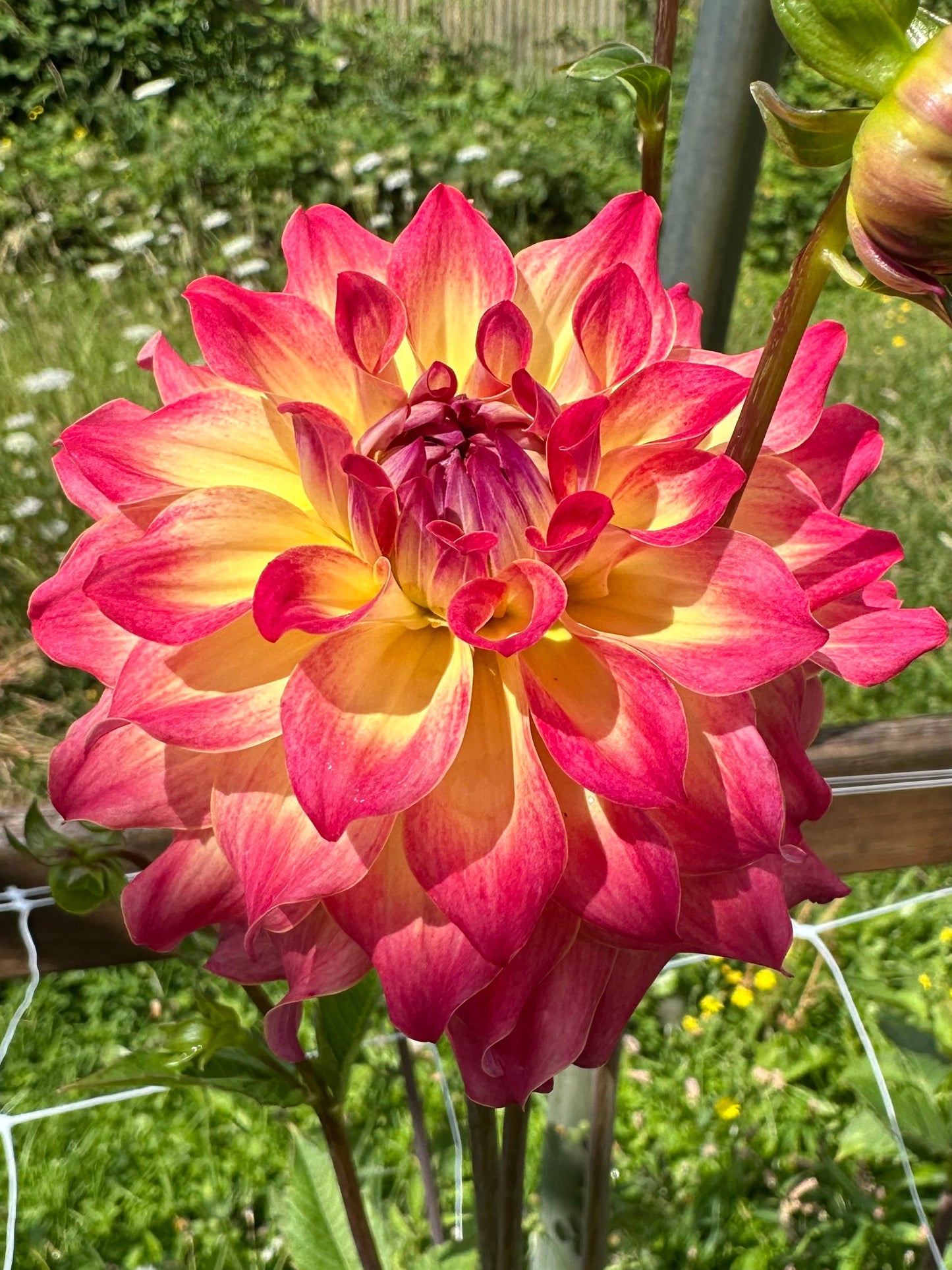 AC Rosebud